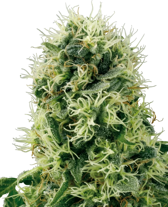 Sensi Seeds Cannabis Seeds Pure Power Plant Feminisiert von White Label, 3-10 Stk.