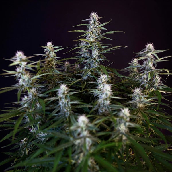 Royal Queen Seeds Cannabisfrön Orion F1 Auto
