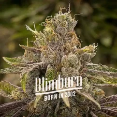 Blimburn Seeds Graines de Cannabis Permanent Marker Féminisées