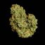 Royal Queen Seeds Cannabisfrön Orion F1 Auto