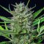 Royal Queen Seeds Cannabis Seeds Mimosa Auto