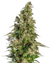 Sensi Seeds Cannabis Seeds Afghani #1 Automatic® Feminized, 3-10 kpl