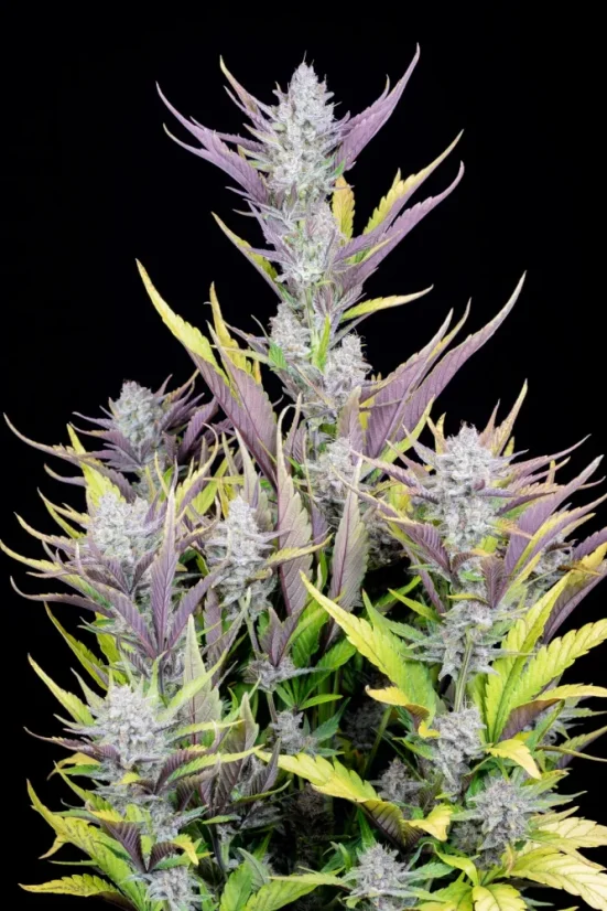 Fast Buds Cannabis Seeds Wedding Glue Auto