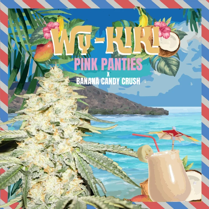 T.H.Seeds™ Cannabis Seeds Wy-Kiki, различни пакети, феминизирани