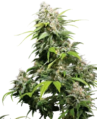 Sensi Seeds Cannabis Seeds California Indica® Feminized, 3–10 kpl
