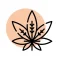 Résine vivante de CBD