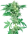 Sensi Seeds Cannabis Seeds Maple Leaf Indica® Regular, 10 Stk.
