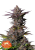 Fast Buds Cannabis Seeds Tropicana Cookies FF
