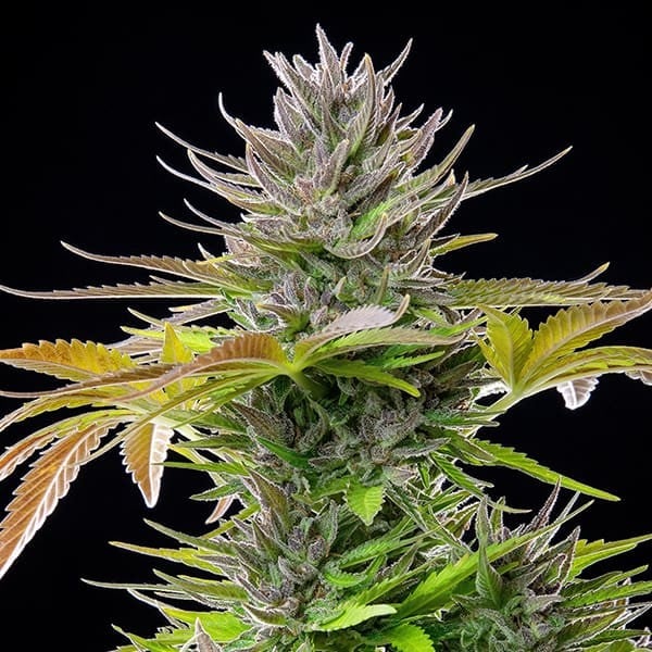 Royal Queen Seeds Cannabis Seeds AMG Feminizuotos