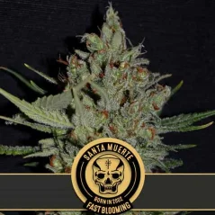 Blimburn Seeds Cannabisfrø Santa Muerte Hurtigblomstrende Feminiseret