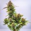 Royal Queen Seeds Semillas de Cannabis Bubble Kush Auto