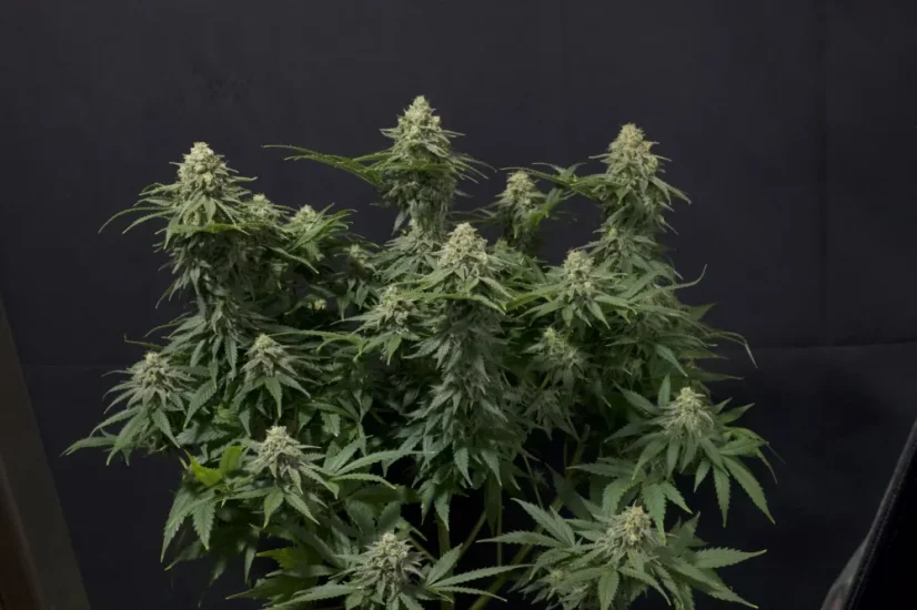 Fast Buds Cannabis Seeds Wedding Cheesecake FF