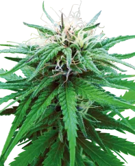 Sensi Seeds Cannabis Ruderalis Indica® Regular, 10 Stk.