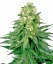 Sensi Seeds Cannabis Seeds White Widow Regular von White Label, 10 Stk.