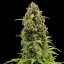 Royal Queen Seeds Cannabisfrön Diesel Auto