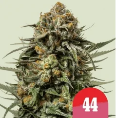 Royal Queen Seeds Cannabissamen Gelato 44 Feminisiert