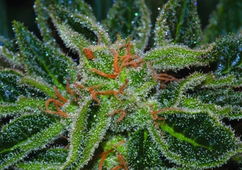 T.H.Seeds™ Cannabis Seeds Skunk XXX, verschiedene Packungen, regulär