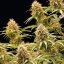 Semințe de canabis Royal Queen Seeds Amnesia Haze Auto