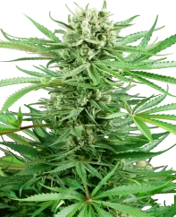Sensi Seeds Cannabis Seeds Papi Chulo OG Feminisiert, 3-10 Stk.