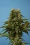 T.H.Seeds™ Cannabis Seeds Wreckage, diverse verpakkingen, regular