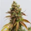 Феминизирани семена от канабис Royal Queen Seeds Special Queen #1