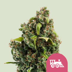 Royal Queen Seeds Cannabis Seeds Candy Kush Express - Fast Feminized