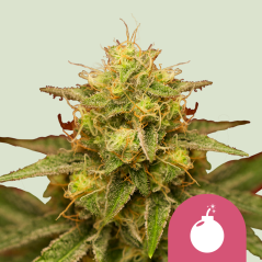 Royal Queen Seeds Cannabis Seeds Royal Domina Feminized