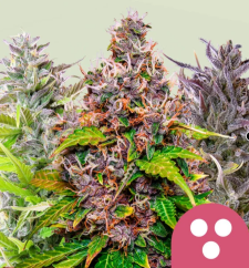 Royal Queen Seeds Hanfsamen Feminisiert Mix