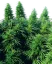 Sensi Seeds Cannabis Ruderalis Skunk® Regular, 10 Stk.