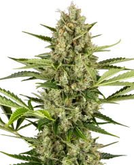 Sensi Seeds Cannabis Seeds Jack Herer Automatic Feminisiert, 3-10 Stk.