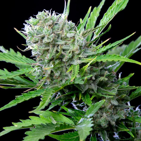 Royal Queen Seeds Cannabisfrön Royal Bluematic Auto