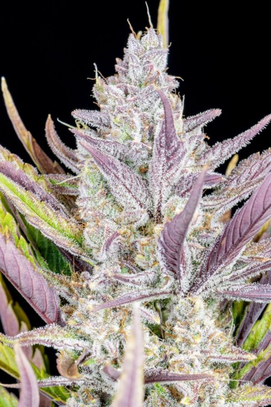 Fast Buds Cannabis Seeds Wedding Glue Auto