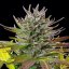 Royal Queen Seeds Cannabis Seeds AMG Feminizuotos