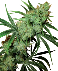 Sensi Seeds Cannabis Seeds Fruity Juice® Regular, 10 Stk.