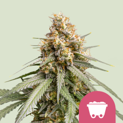 Royal Queen Seeds Cannabis Seeds Shining Silver Haze Feminized