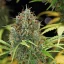 Semințe de canabis Royal Queen Seeds Amnesia Haze Auto