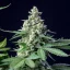 Royal Queen Seeds Cannabis Seeds Easy Bud Auto