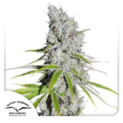 Dutch Passion Kannabiksen siemenet CBD Skunk Haze ® Feminized