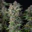 Royal Queen Seeds Cannabis Seeds Do-si-dos Auto