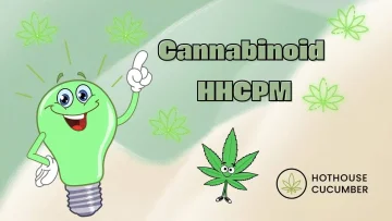 Cannabinoid HHCPM – an illustrated light bulb symbolising what HHCPM is, accompanied by the HotHouseCucumber logo