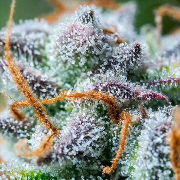 Royal Queen Seeds Semená konope Northern Light Auto
