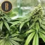 Blimburn Seeds Cannabis Seeds Gelato Feminized