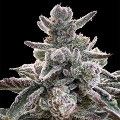 Silent Seeds Cannabis Seeds Polar Gelato By Sherbinskis Feminisiert
