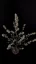 Fast Buds Cannabis Seeds BubbleGum Auto