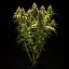 Royal Queen Seeds Cannabis Seeds Triple G Auto