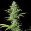 Royal Queen Seeds Semená konope Northern Light Auto