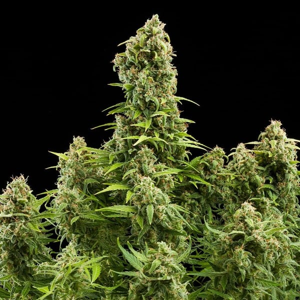 Royal Queen Seeds Cannabisfrön Diesel Auto