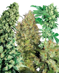 Sensi Seeds Cannabis Seeds Indoor Mix® Regular, 25 Stk.