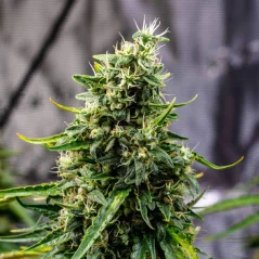 Doctor´s Choice Seeds Rock Machine Auto Feminizuotos