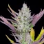Fast Buds Cannabis Seeds Wedding Glue Auto